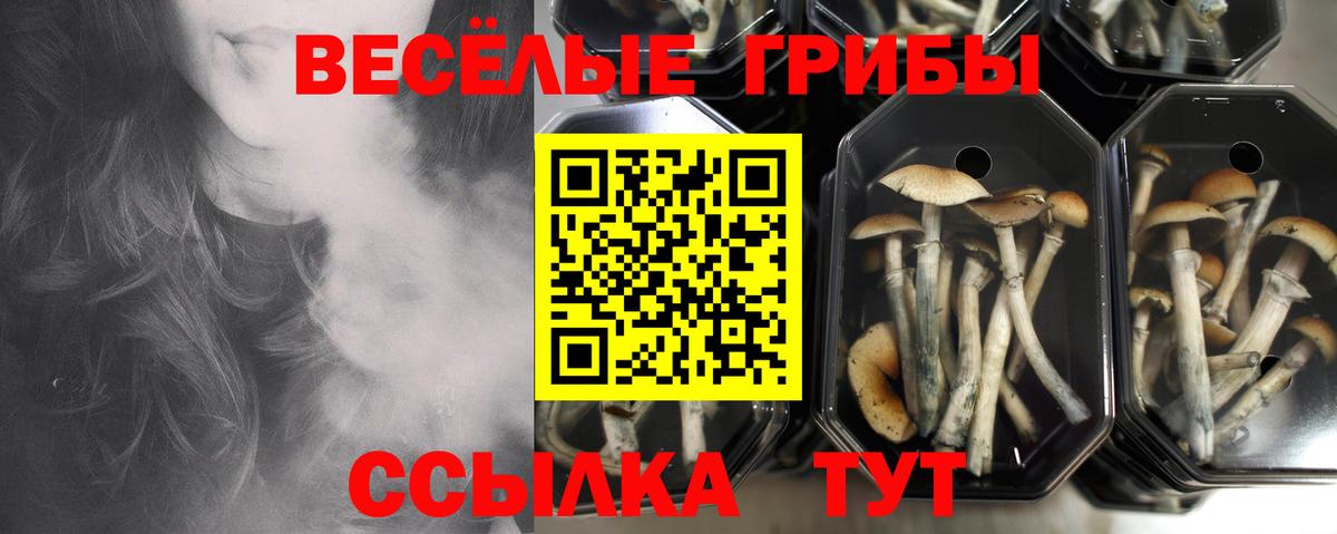 Псилоцибиновые грибы GOLDEN TEACHER Артём